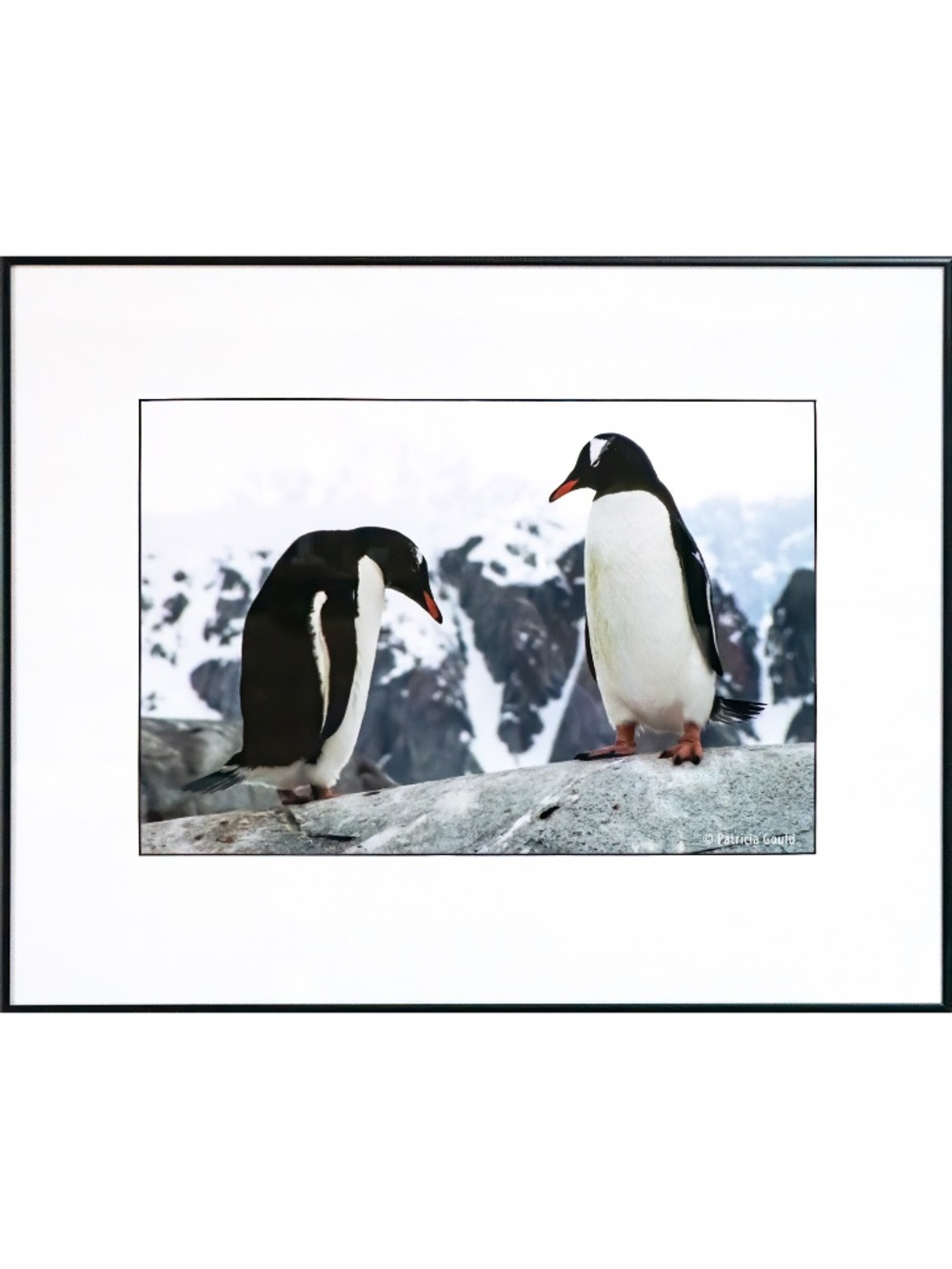 Two Gentoos - Penguin couple in Antarctica - framed 19 x 24 ready to hang